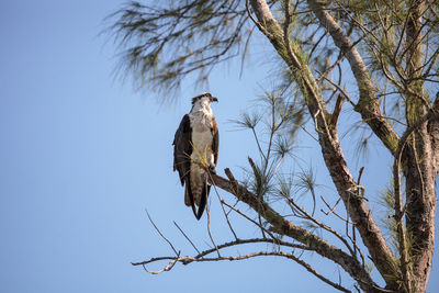 Osprey bird of prey pandion haliaetus perches on a tree at clam pass in naples, florida