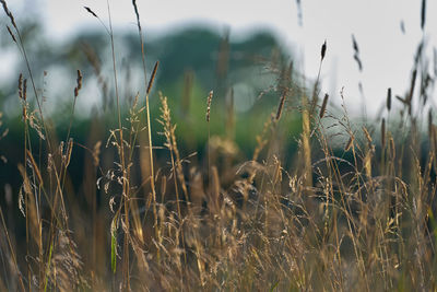 Close-up of stalks in field