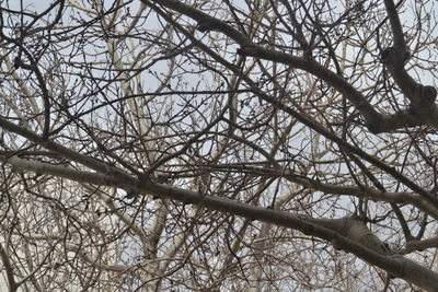 Low angle view of bare tree against sky