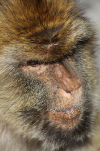 Extreme close up of a monkey