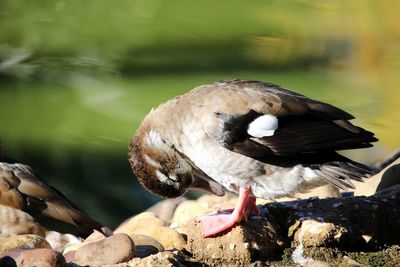 Close-up of duck bird perching on rock
