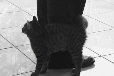 Rear view of cat