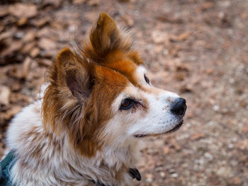 Close-up of dog