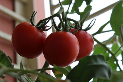 Close-up of tomatoes growing on plant