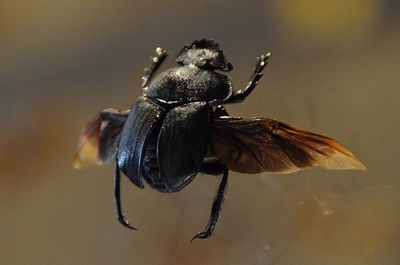 Close-up of fly