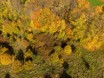 Yellow autumn trees in forest