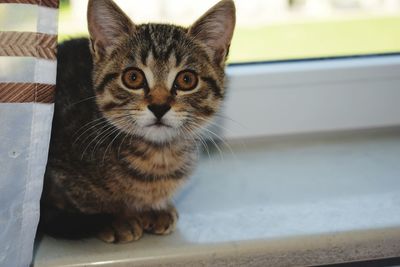 Close-up portrait of tabby cat