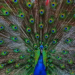 Full frame of peacock fanned out