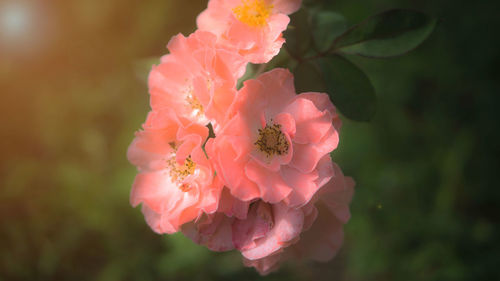 Close-up of pink flowers blooming outdoors