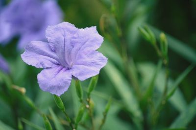 Close-up of purple flowering plant