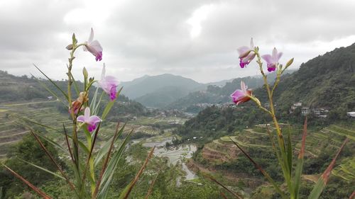 Pink flowers blooming by mountains against cloudy sky