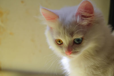 Close-up portrait of white cat