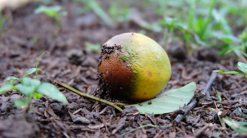 Close-up of fruit on field