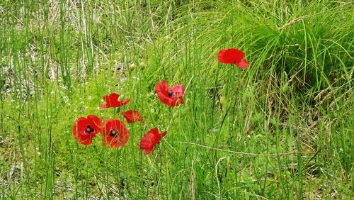 Close-up of red flowers growing in field