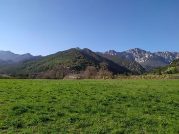 Scenic view of field against clear sky