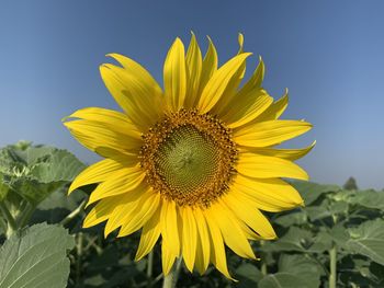 Close-up of sunflower