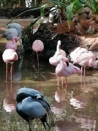 View of birds in lake