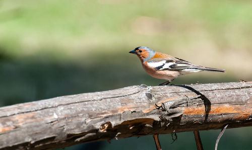 Close-up of bird perching on wood