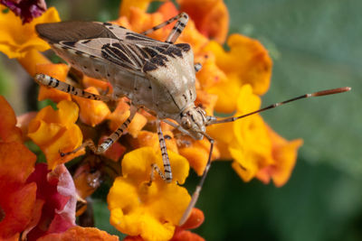 Close-up of orange and yellow flowers on barbecue grill