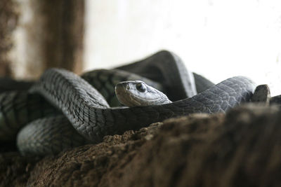 Close-up of lizard