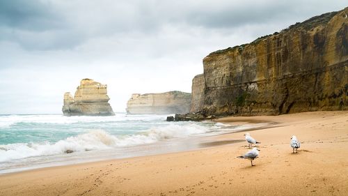 Seagulls perching on beach by sea against sky