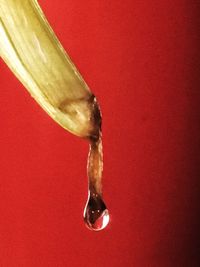 Close up of red leaf