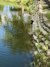 View of duck swimming in lake
