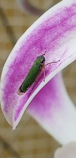 Close-up of insect on flower