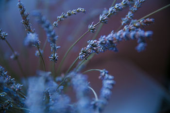 Close-up of blue flowers