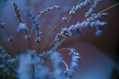 Close-up of blue flowers