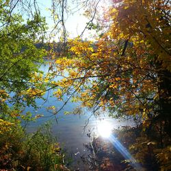 Sun shining through trees