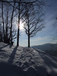 Bare trees on snow covered landscape