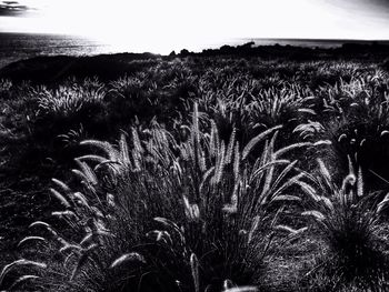Plants growing against sky