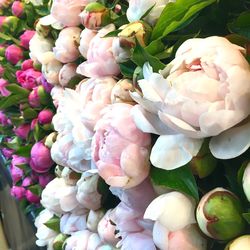 High angle view of pink flowering plant