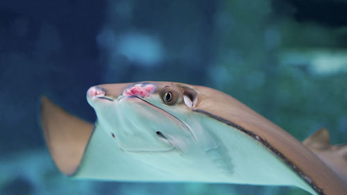 Stingray swims in a large aquarium. close-up of a stingray head through the aquarium window. 