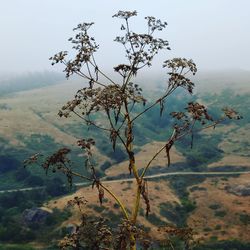 Plants growing on land against sky