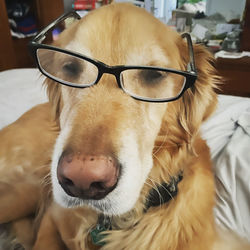 Close-up of dog looking away