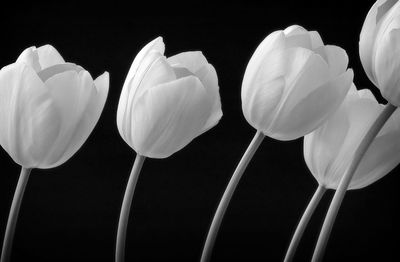 Close-up of white tulips against black background