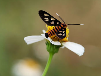 Close-up of butterfly pollinating on flower