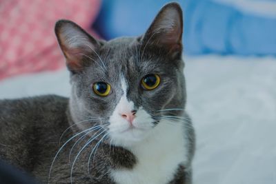 Close-up portrait of a cat