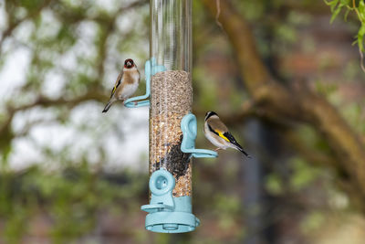 Birds perching on a bird feeder