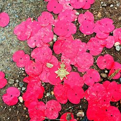 Close-up of pink flowers