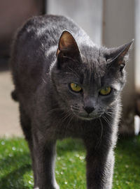 Close-up portrait of cat