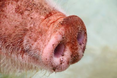 Close-up of pig nose in ocean