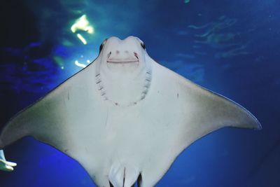 Man swimming in sea at aquarium