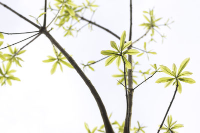 Close-up of flowering plant against sky