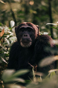 Alpha male chimpanzee in the jungles of uganda.