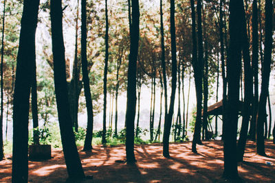 View of trees in forest