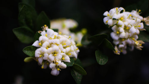 Close-up of white flowers