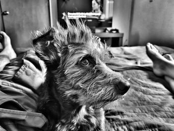 Close-up of dog relaxing on bed at home